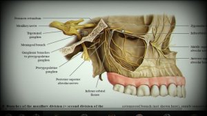 Анатомия с АВ. Тройничный нерв (nervus trigeminus, V).