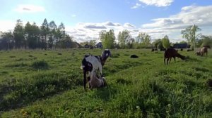 ИНБРИДИНГ. вся правда о межродственном скрещивании