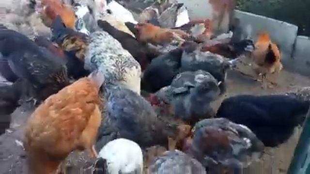 Потоп в коробке у утят. Мускусные утята. Куры смотреть онлайн