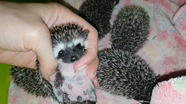 Ежиные ясли смотреть онлайн