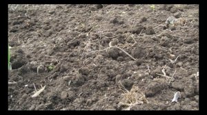 Stangenbohnen Blauhilde  Фасоль фасоли Блаухильде