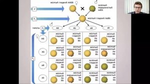 Биология. Третий закон Менделя. Решение задач