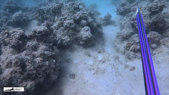 COLD WEATHER || MURKY WATER || SEA TO PLATE #SPEARFISHING PHILIPPINES