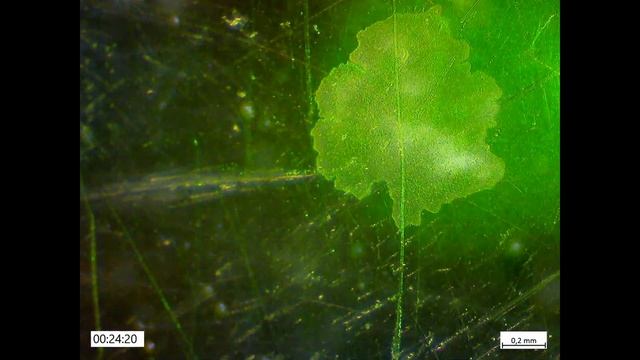 вторая часть танца Трихоплакса, управление зеленым, ультрафиолетовым, зеленым, красным смотреть онлайн