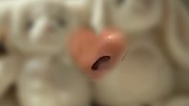 ?ideal nose subliminal♡идеальный нос? смотреть онлайн