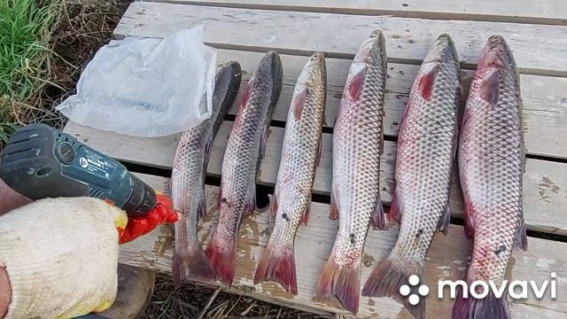 ЛЕГКО чистим рыбу. смотреть онлайн