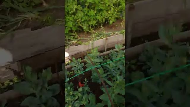 04.08.2021 моя грядка в маминой теплице смотреть онлайн