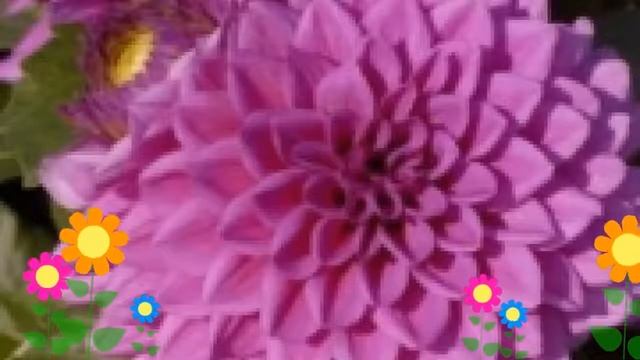 Георгина махровая (Claudette). Краткий обзор, описание характеристик, где купить луковицы смотреть онлайн