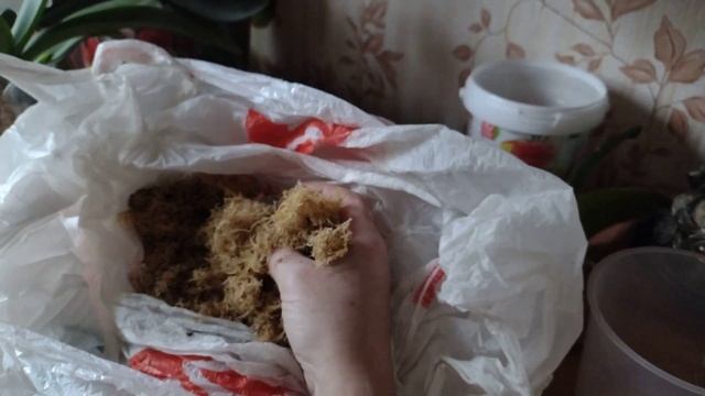 Посадка Фаленопсиса в мох Сфагнум. Все плюсы такой посадки. смотреть онлайн