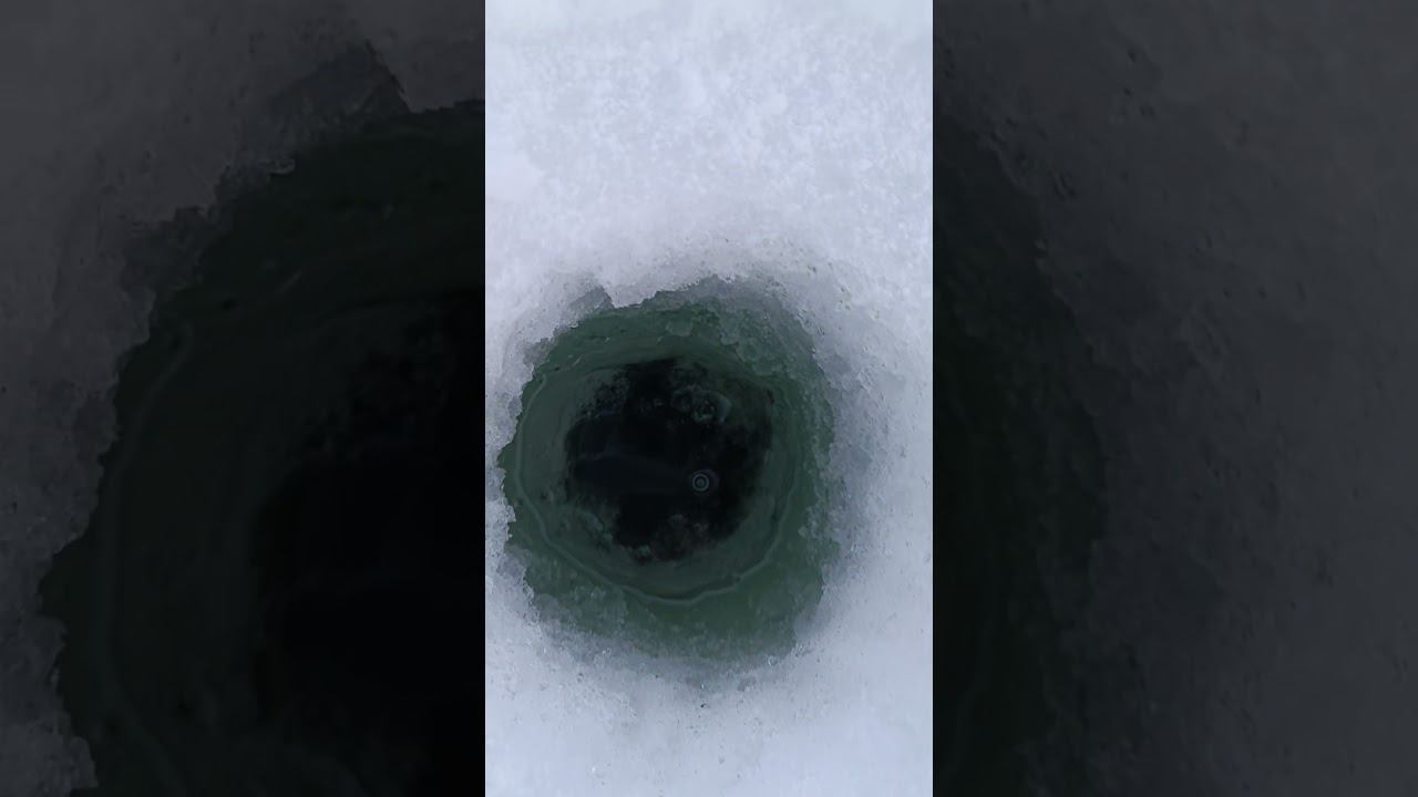 Карась идет на зарыбление #рыбалка #fishing #fishingvideo #shortvideo смотреть онлайн