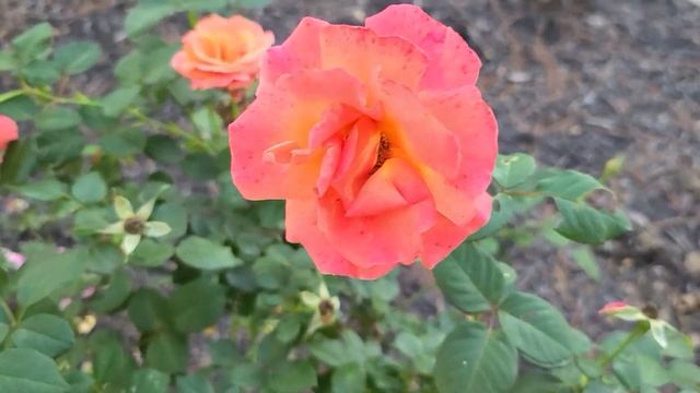 ? Easy Does It Rose (1st Season) // Harkness // Floribunda смотреть онлайн
