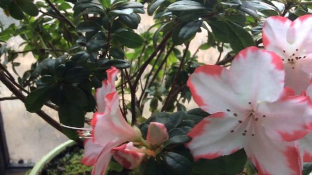 Азалии (Azaleas): мой зимний сад на 1 кв. метре смотреть онлайн