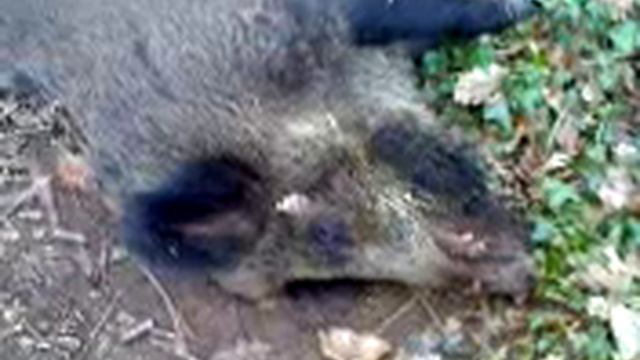 wild boar in woods смотреть онлайн