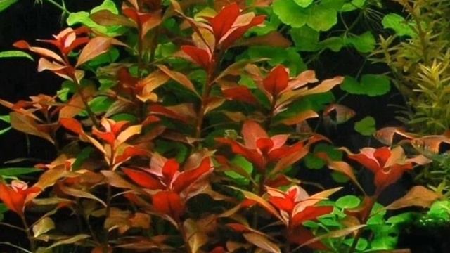 ЛЮДВИГИЯ ПОЛЗУЧАЯ. СОДЕРЖАНИЕ В АКВАРИУМЕ смотреть онлайн