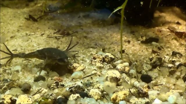 Steckbrief zum Zwergkrallenfrosch | Hymenochirus boettgeri смотреть онлайн