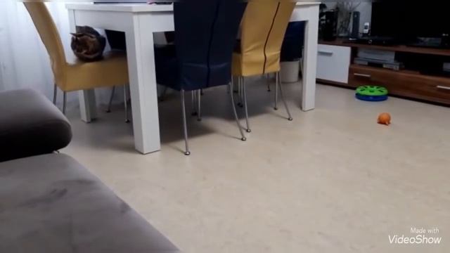 Тимошка🐕Хулиган 👍Дома и на прогулке 🐕🐕 Гуляем с Барни ! Какие красивые Розы🥀 Olga Kirchgessner смотреть онлайн