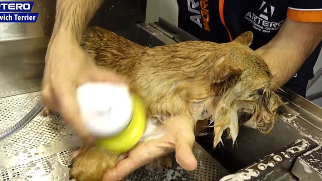 Peluquería Canina del Norwich Terrier a Stripping por Luís Martín del Rio смотреть онлайн