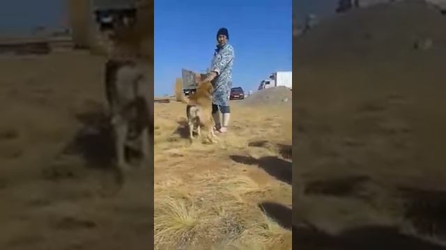 Коричневый от Серика Купашева 1 смотреть онлайн