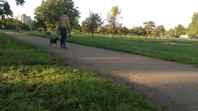 Девочка-бультерьер, на ринговке смотреть онлайн