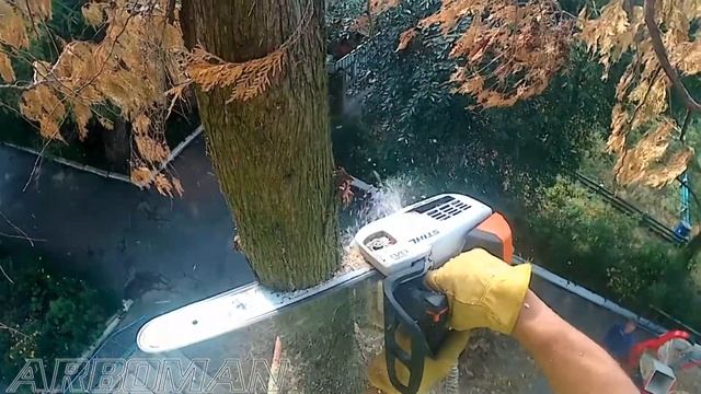 Режем сухую тую We cut dry thuja смотреть онлайн