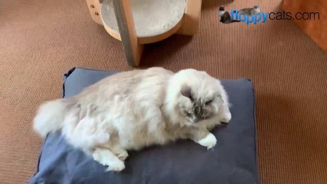 Non-Toxic Pet Bed: Bean Products Pet Bed Unboxing смотреть онлайн