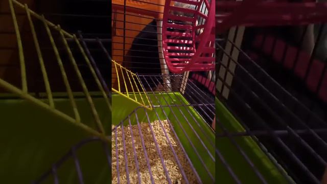 Принадлежности у крысы в клетке смотреть онлайн