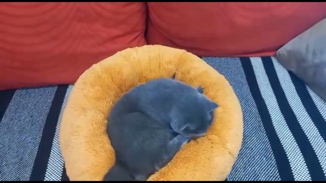 КОТ БАКС/ПУШИСТИК НА ПУШИСТИКЕ/ НОВАЯ ЛЕЖАНКА/BRITISH CAT. смотреть онлайн