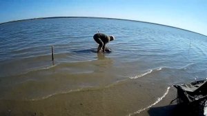 Удачная рыбалка на сазана, на Оби