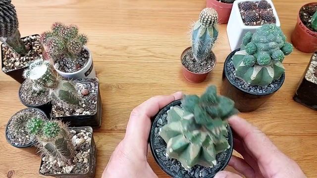 О подвоях, привоях и клонировании кактусов. Мысли в слух и рассуждения. смотреть онлайн