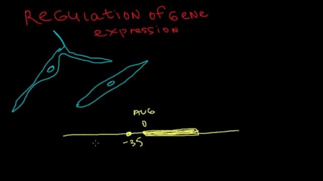 Gene Expression