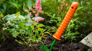 Чем подкормить астильбу для обильного цветения