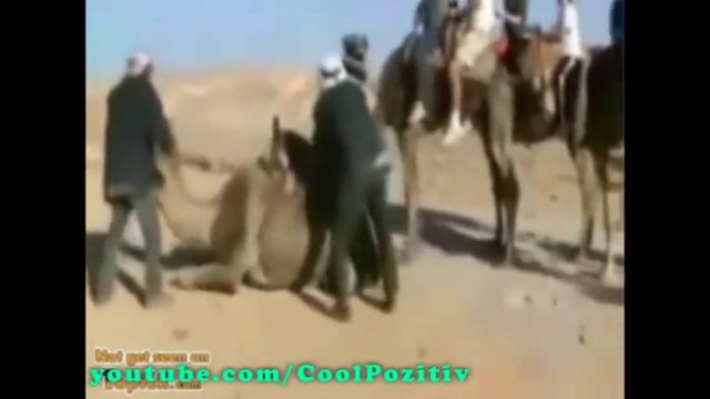 Верблюд не выдержал =( смотреть онлайн