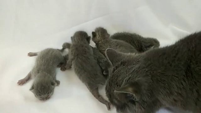 Новорожденные британские котята. 7 дней котятам. Шотландские котята. смотреть онлайн