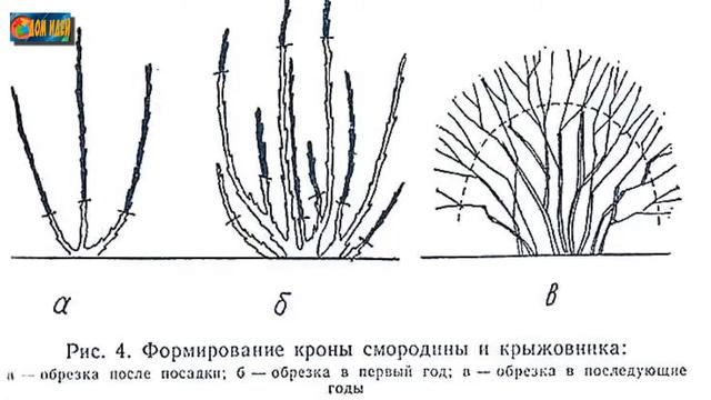 Осенняя обрезка крыжовника - залог долголетнего урожая. смотреть онлайн