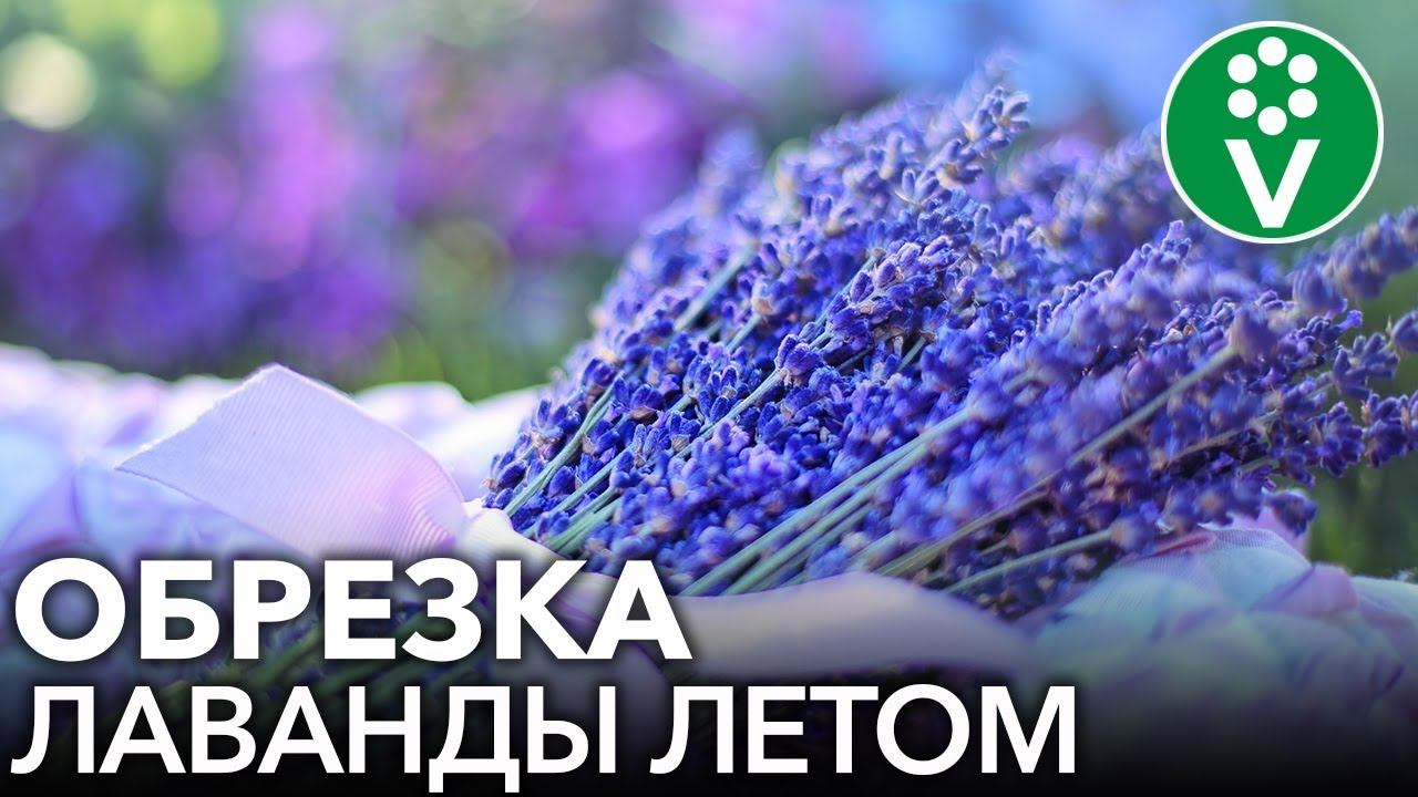 Как правильно обрезать лаванду летом и что делать со срезанными цветами смотреть онлайн