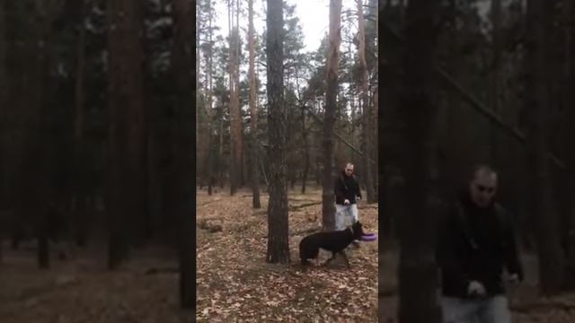 Летающий черный немец (овчарка). Как белки прыгают по деревьям смотреть онлайн