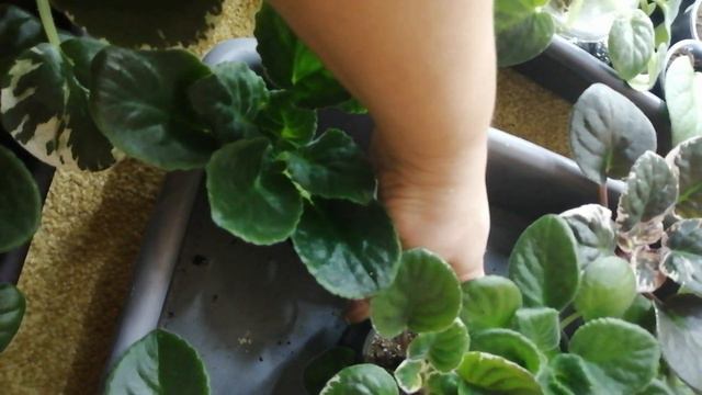 Фіалочні малята на продаж. @Вітусині фіалочки смотреть онлайн