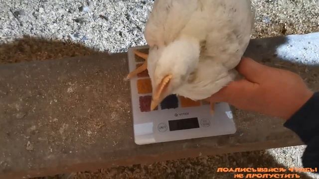 Вес бройлера в 14 дней и в 1 месяц. "Мое Подворье" смотреть онлайн