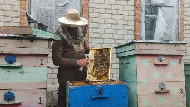 Как правильно откачать свежий молодой сот с мёдом. Когда начинать кормить пчёл в зиму ???