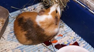 Что делать если морская свинка не ест (корм, сено, овощи) и не пьет воду?