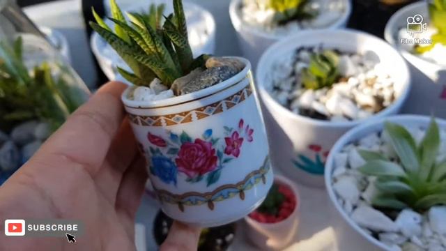 #succulents Tour | Haworthias | July 2020 смотреть онлайн