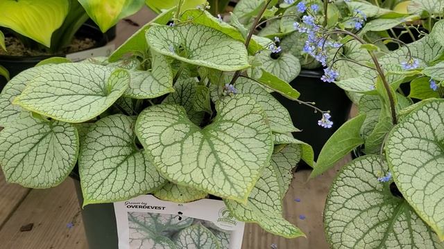 Brunnera 'Jack Frost' (Siberian Bugloss) // SUPERB, Award Winning, Shade Loving Perennial