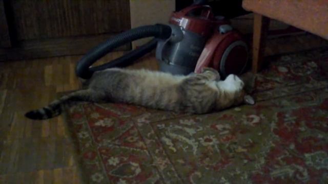 Хочет достать кошку и с не подружиться. Просит её спуститься. смотреть онлайн