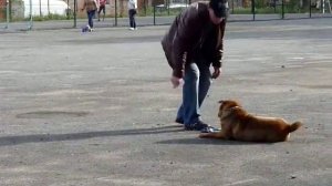 дрессировка шарпея