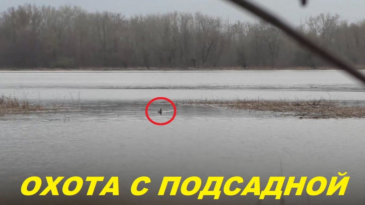 Открытие весенней охоты на селезня. Первая выезд с подсадной на Волгу / MAX HUNTER смотреть онлайн