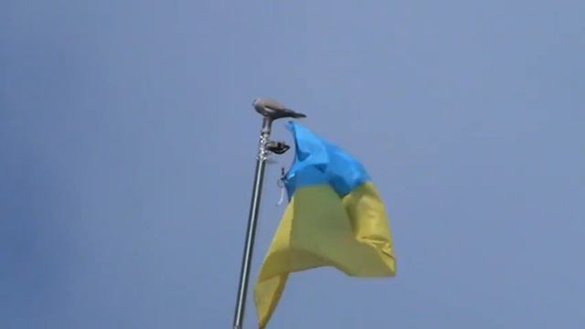 11 мая 2014 г. Мариуполь. Референдум смотреть онлайн