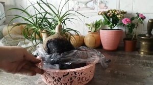 Бокарнея(нолина) после уценки: лечение, пересадка, и выздоровление.