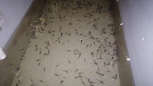 Какая плотность посадки малька лучше? смотреть онлайн