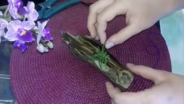 Посадка орхидеи chilochista на блок смотреть онлайн