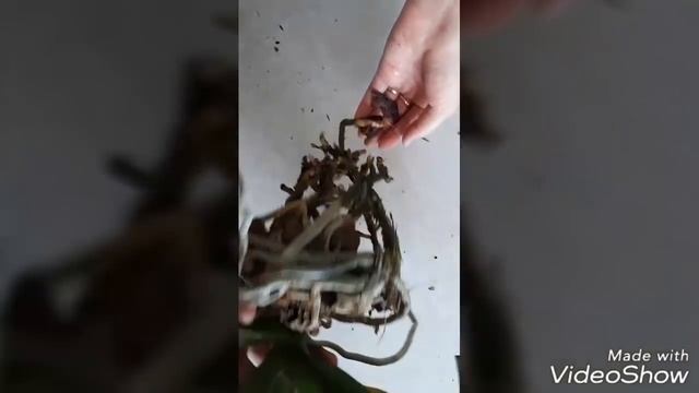 закрытая система спустя два года, пересадка старых орхидей в одну вазу смотреть онлайн